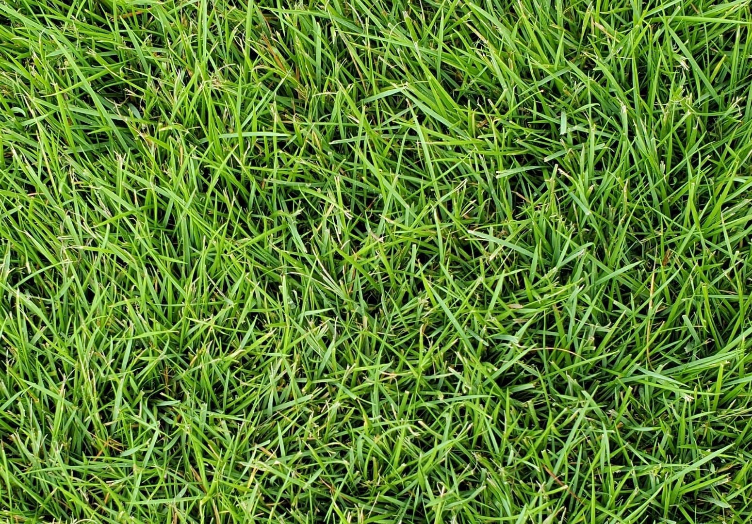 What Turfgrass You Should Pick Depending on What You Need - Modern Turf